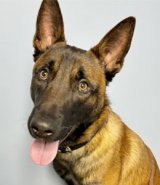 K9 Rush