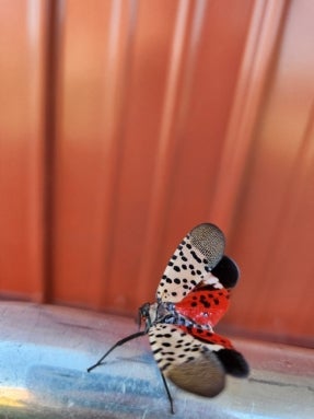Spotted Lantern Fly