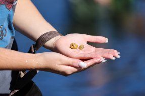 Through associate professor Daniel Spooner’s class, students are assisting the ongoing West Branch Susquehanna River Mussel Restoration Project, helping return juvenile eastern lampmussels and yellow lampmussels to waters recovering from acid mine drainage. 
