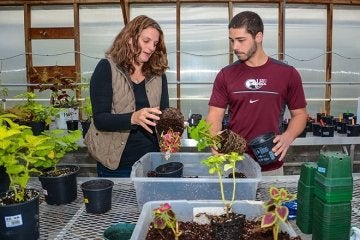 Student working with plants in greenhouse