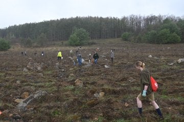 Tioga Forest Planting