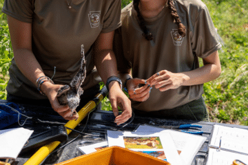 Two unidentified students work on a field project with the Pennsylvania Game Commission.