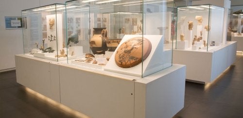 Natural history museum exhibits on display