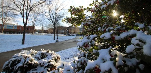 Snow-covered bushes with red berries and bare trees line a sidewalk under a sunny sky on a winter day at CU-Bloomsburg