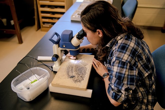 Natural history collections are necessary for the study of nearly every discipline in the natural sciences. 